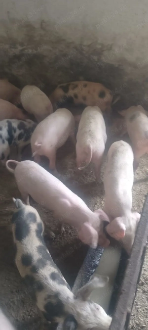 Purcei de vânzare 20-60 kg 