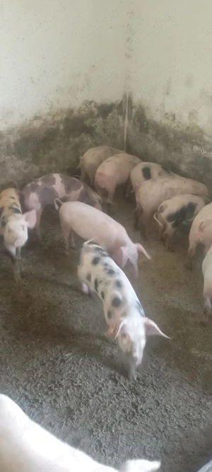 Purcei de vânzare 350 lei bucata