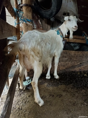 Capre și Iezi de vînzare - imagine 5