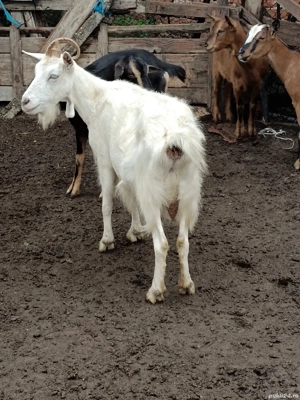 Capre și Iezi de vînzare - imagine 4