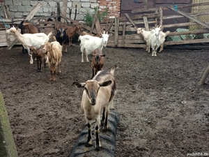 Capre și Iezi de vînzare - imagine 3