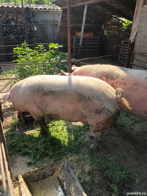 Vand porci  - imagine 3 Vand porci  - imagine 3