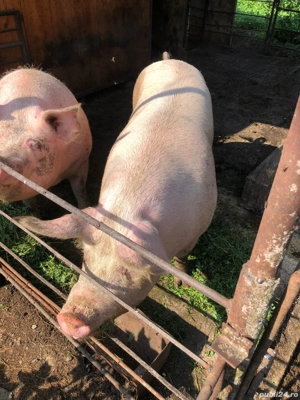 Vand porci  - imagine 4 Vand porci  - imagine 4