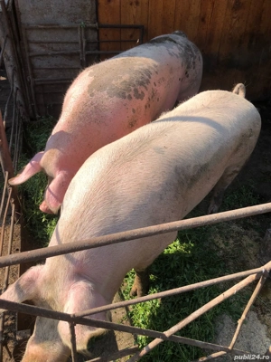 Vand porci  - imagine 2 Vand porci  - imagine 2