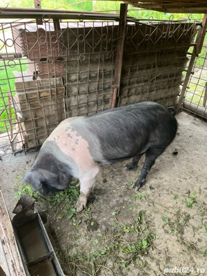 Vând vier  - imagine 4