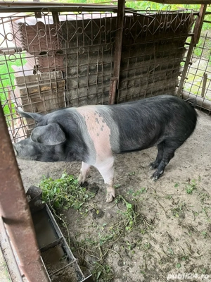 Vând vier  - imagine 2