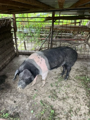 Vând vier  - imagine 3