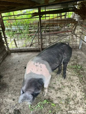 Vând vier  - imagine 5