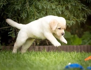 Labrador pui de vânzare-oferte excepționale! - imagine 2