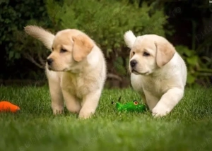 Pui din rasa Labrador Retriever- potriviți pentru familie și copii