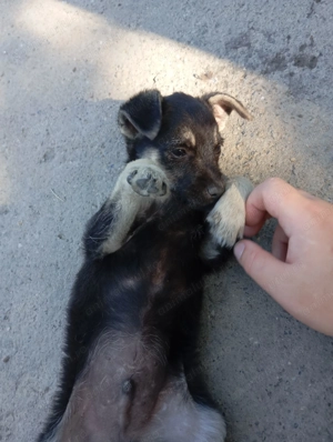 Donez 2 puiți de câine(un metis pechinez și un pechinez simplu) - imagine 4