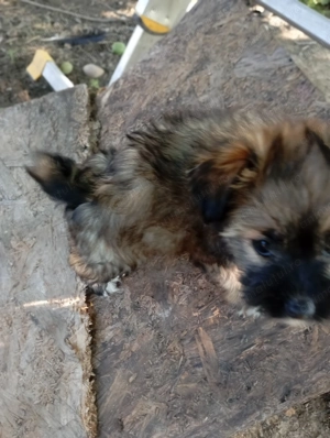 Donez 2 puiți de câine(un metis pechinez și un pechinez simplu) - imagine 2