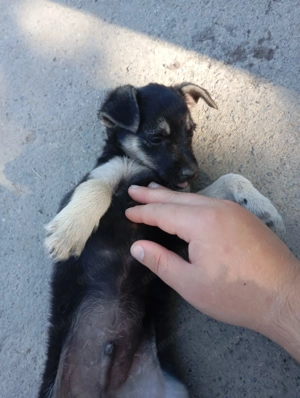 Donez 2 puiți de câine(un metis pechinez și un pechinez simplu) - imagine 5