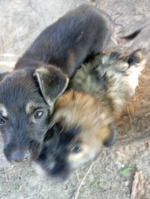 Donez 2 puiți de câine(un metis pechinez și un pechinez simplu)