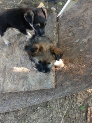 Donez 2 puiți de câine(un metis pechinez și un pechinez simplu) - imagine 3