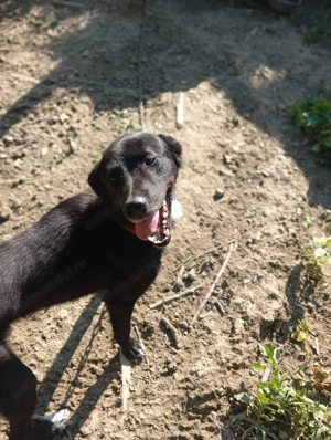 Donez câine mare, jucăuș și activ(foarte activ)