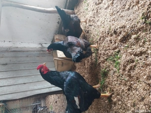 cocoși combatant indian  - imagine 2