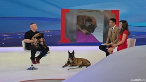 Ciobănesc Belgian Malinois 