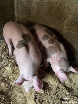 pietrain fara par pentru reproductie