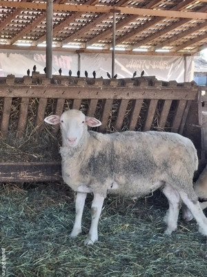 Mieluțe ile-de-France de vânzare 