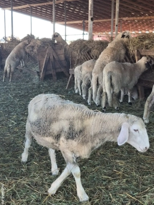 Mieluțe ile-de-France de vânzare  - imagine 2 Mieluțe ile-de-France de vânzare  - imagine 2