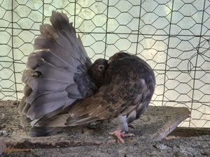 Vând porumbei voltati  - imagine 2