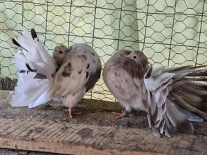 Vând porumbei voltati  - imagine 3