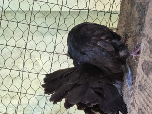 Vând porumbei voltati  - imagine 4