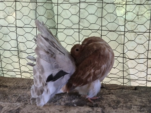 Vând porumbei voltati  - imagine 5