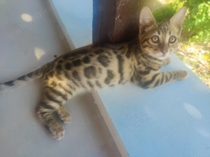 Vând pui pisică Bengal  - imagine 4 Vând pui pisică Bengal  - imagine 4