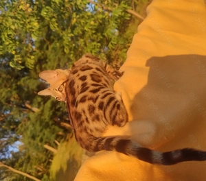 Vând pui pisică Bengal  - imagine 5 Vând pui pisică Bengal  - imagine 5