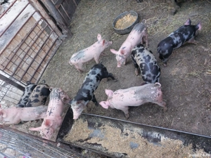 De Vanzare Purcei  - imagine 2