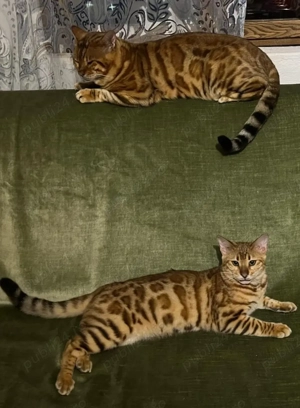 Vând pui pisică Bengal  - imagine 3 Vând pui pisică Bengal  - imagine 3