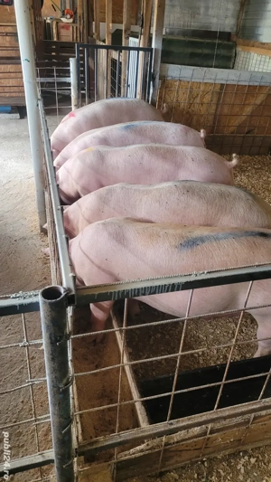 de vanzare porci de carne 