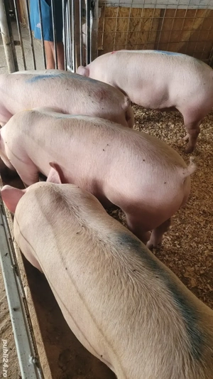 de vanzare porci de carne  - imagine 4
