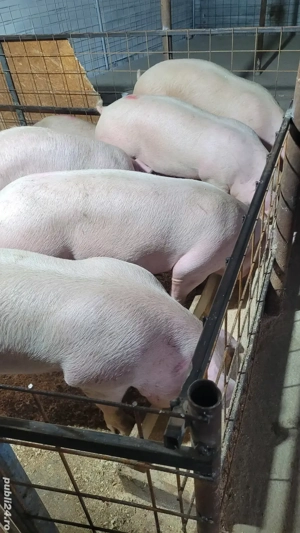 de vanzare porci de carne  - imagine 5