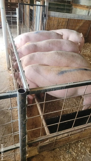 de vanzare porci de carne  - imagine 3