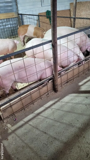 de vanzare porci de carne  - imagine 2