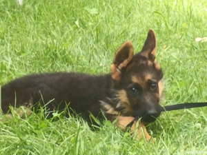 Pui Ciobanesc german  - imagine 2 Pui Ciobanesc german  - imagine 2