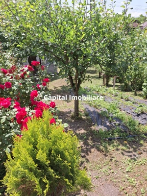 Casă 3 dormitoare la rosu Drajna - imagine 6