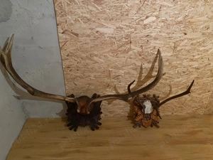 Vând 2 perechi de coarne de cerb cu panoplie - imagine 2