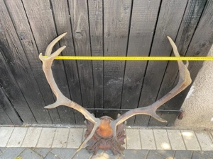 Vând 2 perechi de coarne de cerb cu panoplie - imagine 3