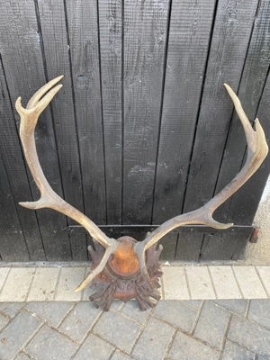 Vând 2 perechi de coarne de cerb cu panoplie - imagine 5