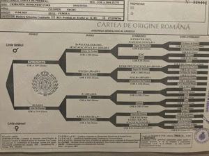 Ciobanesc romanesc corb - imagine 2