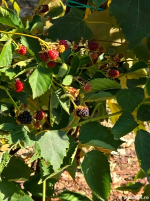 Casa și teren de vanzare - imagine 6