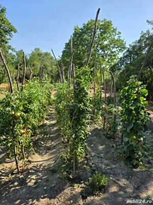 Casa și teren de vanzare - imagine 9