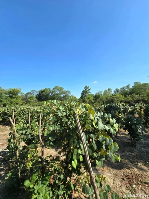 Casa și teren de vanzare - imagine 7