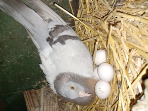 Porumbei voiajori și gălățeni - imagine 2