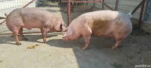 porci mari - imagine 4 porci mari - imagine 4