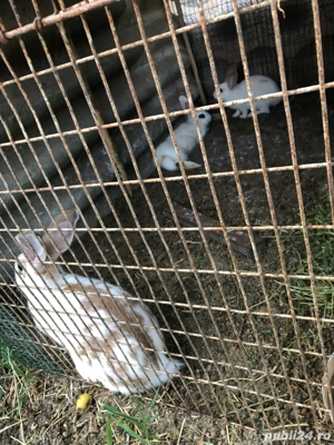 iepurasi de vinzare  - imagine 3 iepurasi de vinzare  - imagine 3